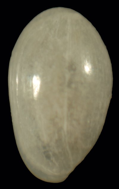 Granulina occulta